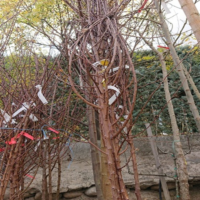 PRUNUS armeniaca Orangered (abricotier)