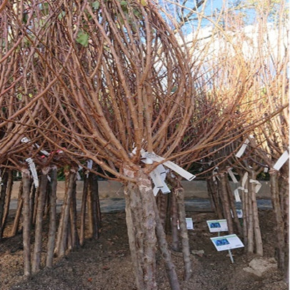 PRUNUS armeniaca Polonais (abricotier)