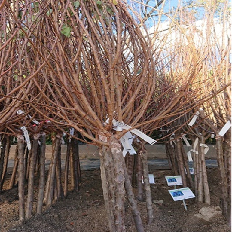 PRUNUS armeniaca Polonais (abricotier)