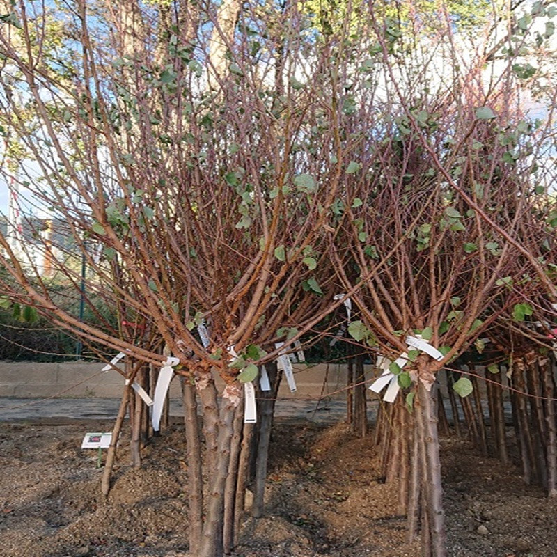 PRUNUS armeniaca Rouge du roussillon (abricotier) PRUNUS armeniaca Rouge du roussillon (abricotier)