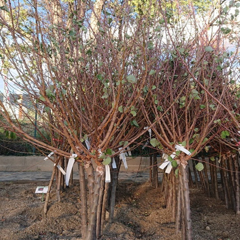 PRUNUS armeniaca Rouge du roussillon (abricotier)