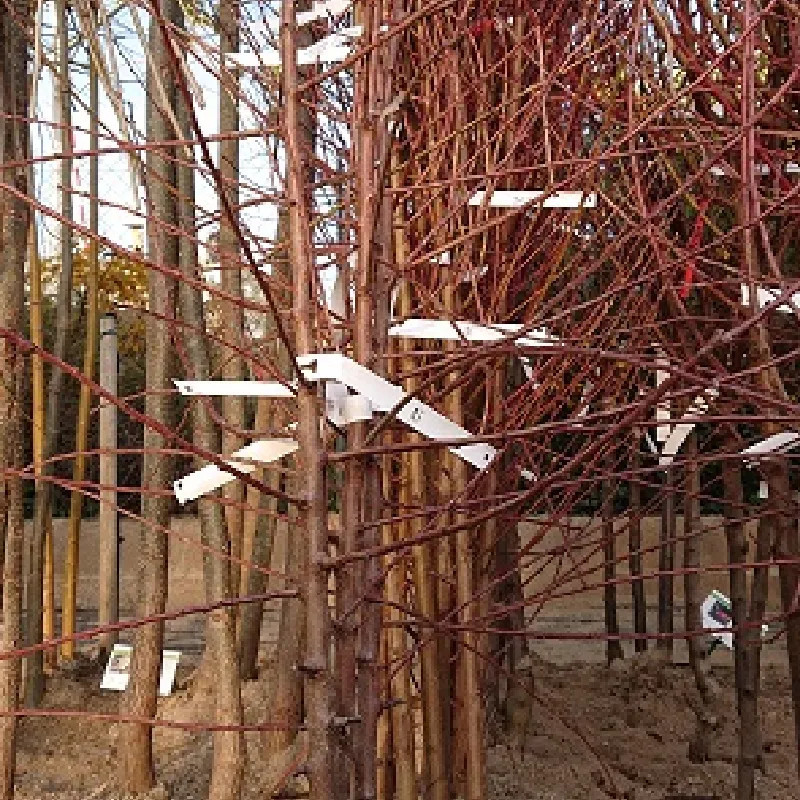 PRUNUS amygdalus Aï (amandier) PRUNUS amygdalus Aï (amandier)