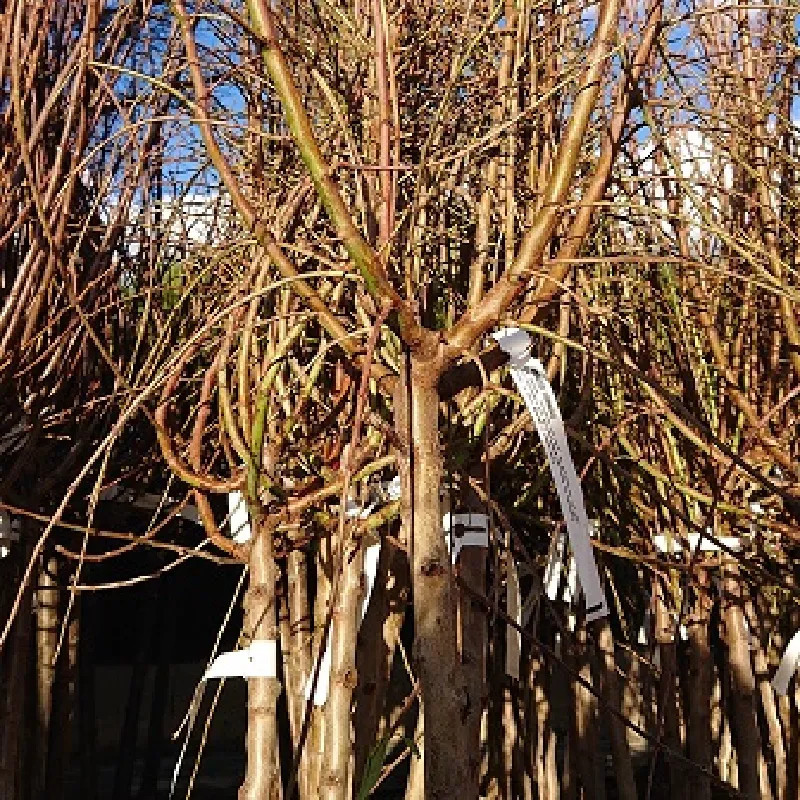 PRUNUS amygdalus Ferragn&egrave;s (amandier)