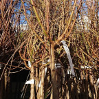 PRUNUS amygdalus Ferragn&egrave;s (amandier)