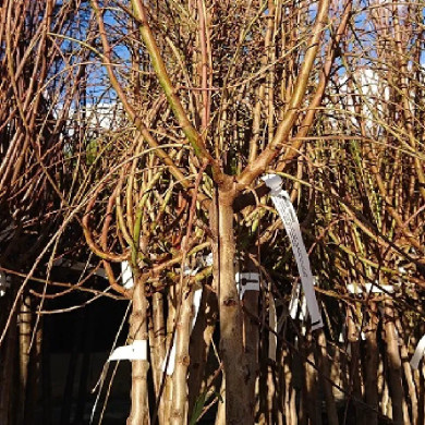 PRUNUS amygdalus Ferragn&egrave;s (amandier)