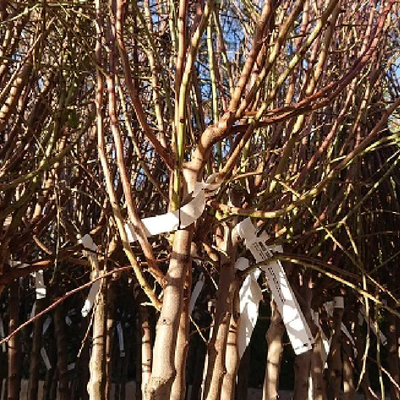 PRUNUS amygdalus Texas (amandier) PRUNUS amygdalus Texas (amandier)