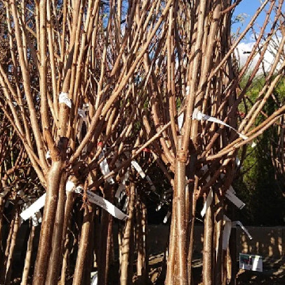 PRUNUS avium Burlat (cerisier)