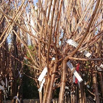 PRUNUS avium Van (cerisier)