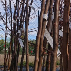 CYDONIA oblonga Géant de vranja (cognassier) CYDONIA oblonga Géant de vranja (cognassier)