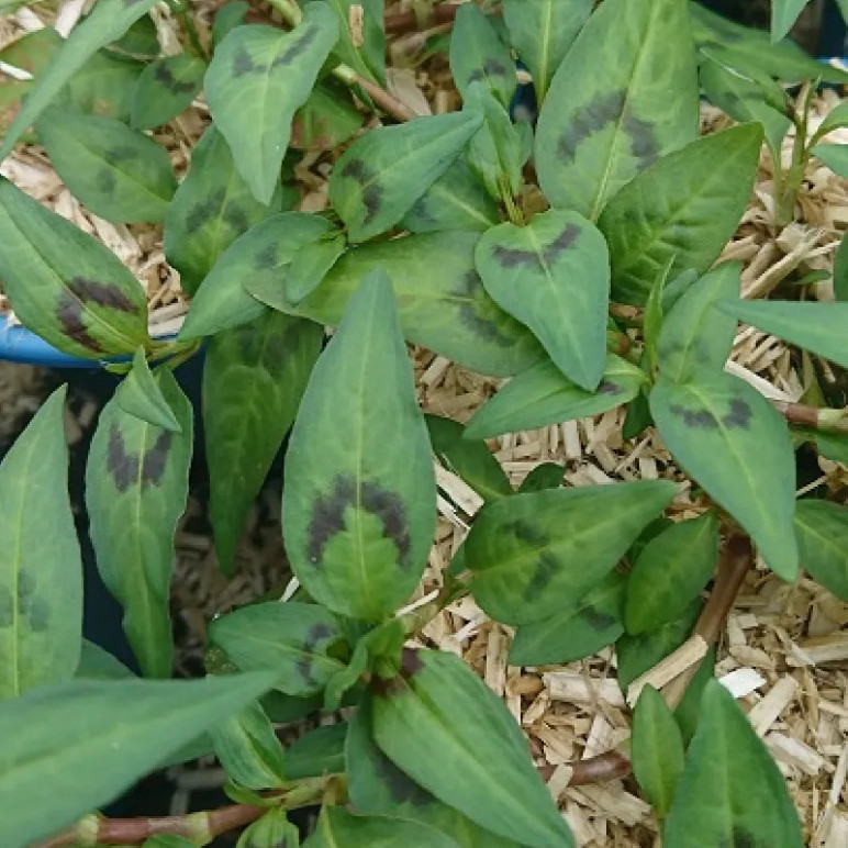 POLYGONUM odoratum (coriandre vietnamienne - rau ram)