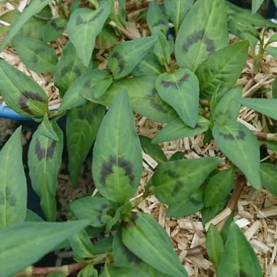 POLYGONUM odoratum (coriandre vietnamienne - rau ram)