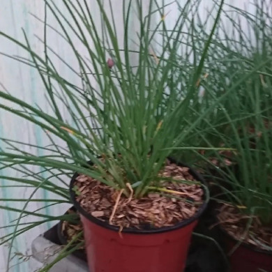 ALLIUM schoenoprasum (ciboulette)