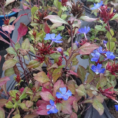 CERATOSTIGMA plumbaginoides