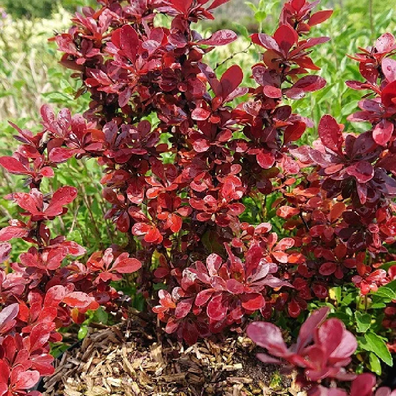 BERBERIS thunbergii Red rocket