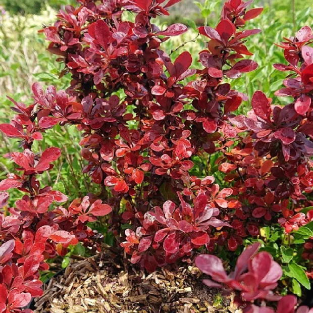 BERBERIS thunbergii Red rocket