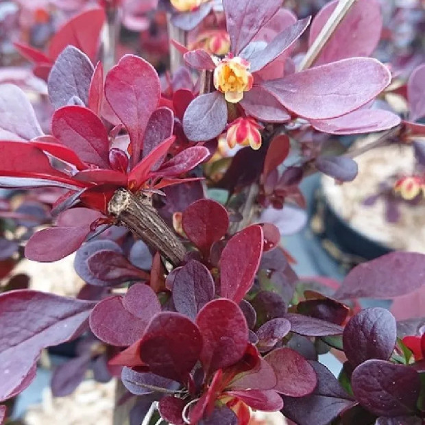 BERBERIS thunbergii Red rocket