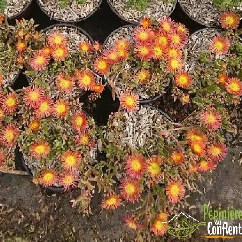 DELOSPERMA  Fire w.wonder