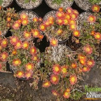 DELOSPERMA  Fire w.wonder