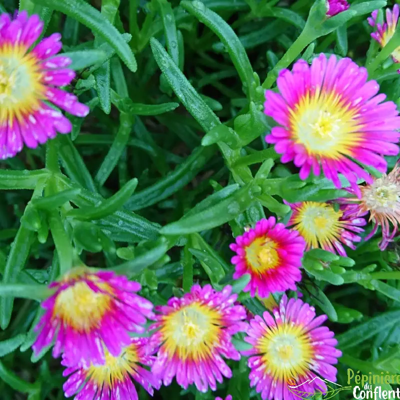 DELOSPERMA Hot pink w.wonder DELOSPERMA Hot pink w.wonder