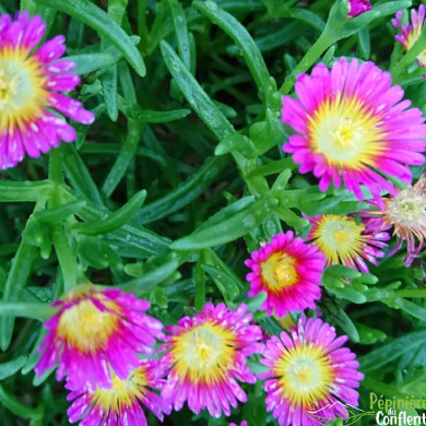 DELOSPERMA Hot pink w.wonder