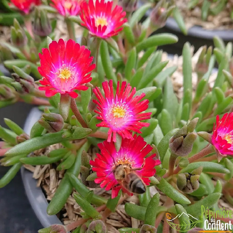 DELOSPERMA cooperi Grenade jewel of desert