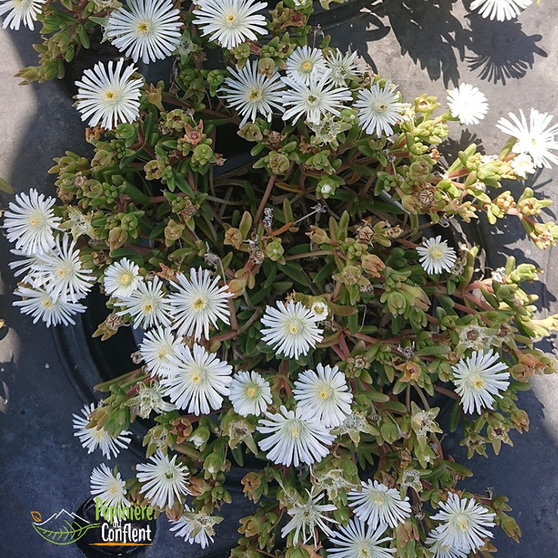 DELOSPERMA  White w.wonder