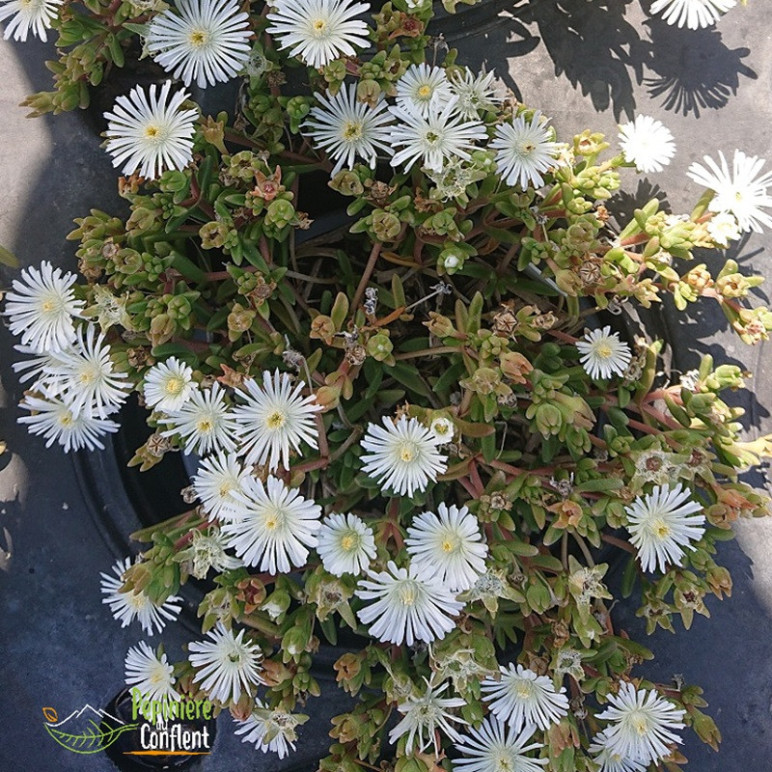DELOSPERMA  White w.wonder
