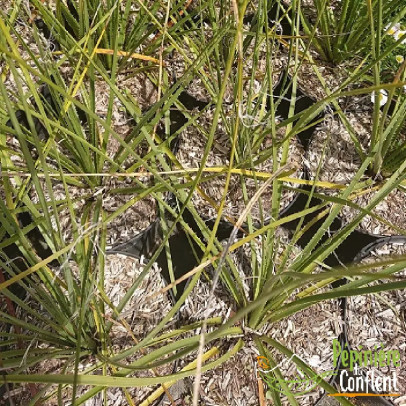 DASYLIRION leiophyllum