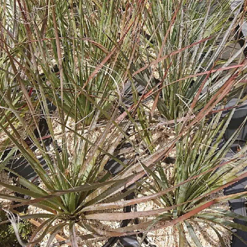 DASYLIRION wheeleri DASYLIRION wheeleri