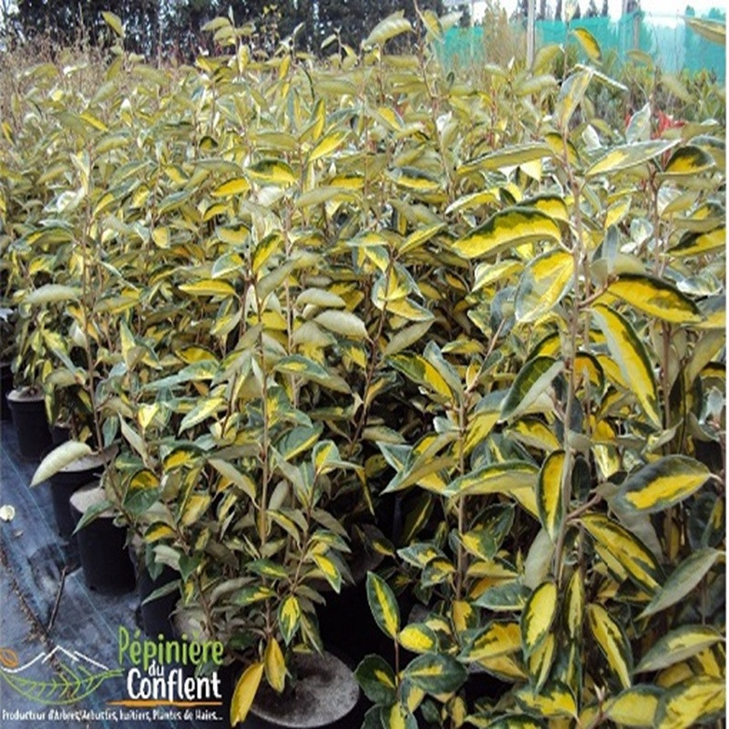 ELAEAGNUS x ebbingei Limelight ELAEAGNUS x ebbingei Limelight