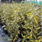 ELAEAGNUS x ebbingei Limelight ELAEAGNUS x ebbingei Limelight