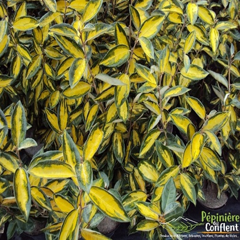 ELAEAGNUS x ebbingei Limelight ELAEAGNUS x ebbingei Limelight