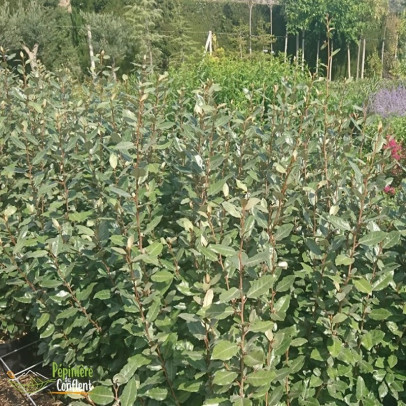 ELAEAGNUS x ebbingei Compacta