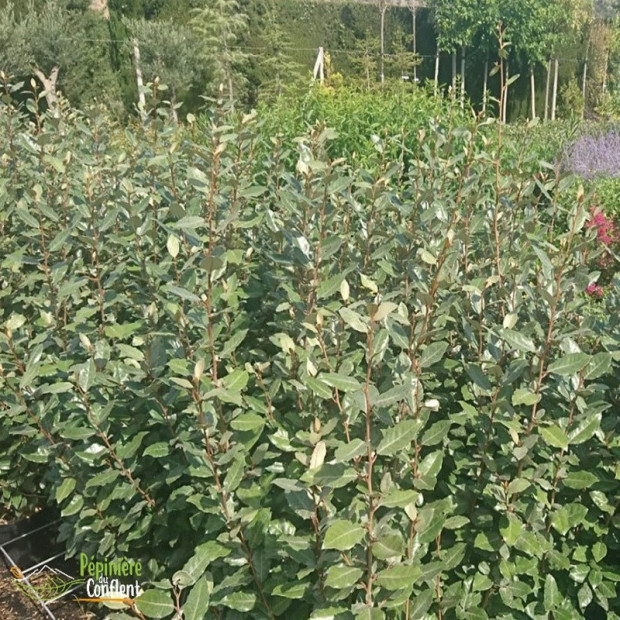 ELAEAGNUS x ebbingei Compacta