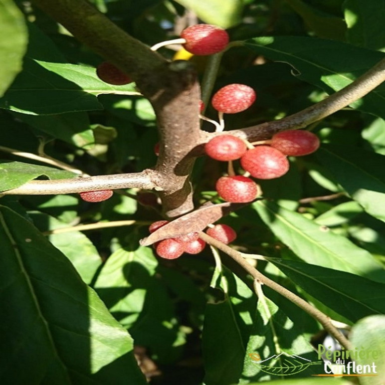ELAEAGNUS umbellata Pointilla amoroso