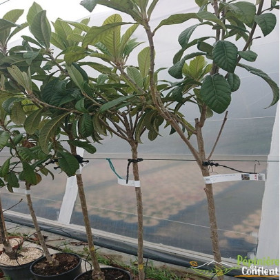 ERIOBOTRYA japonica Tanaka (neflier du japon)