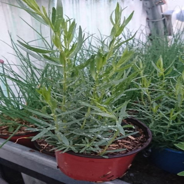 ARTEMISIA dracunculus (estragon)