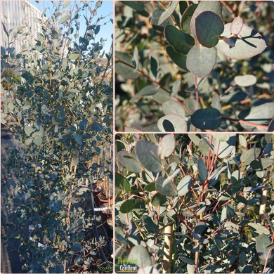 EUCALYPTUS gunnii Silverana