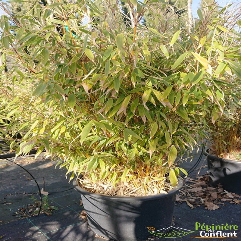 FARGESIA robusta Pingwu FARGESIA robusta Pingwu