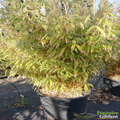 FARGESIA robusta Pingwu