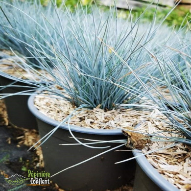 FESTUCA glauca Blue select