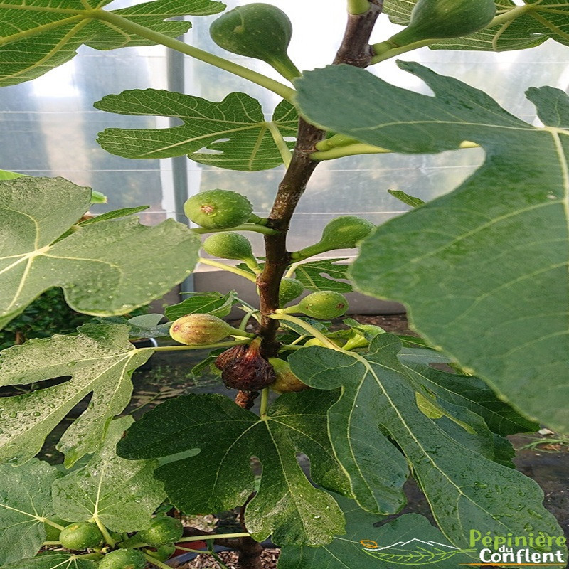 FICUS carica Col de dame noir (figuier)