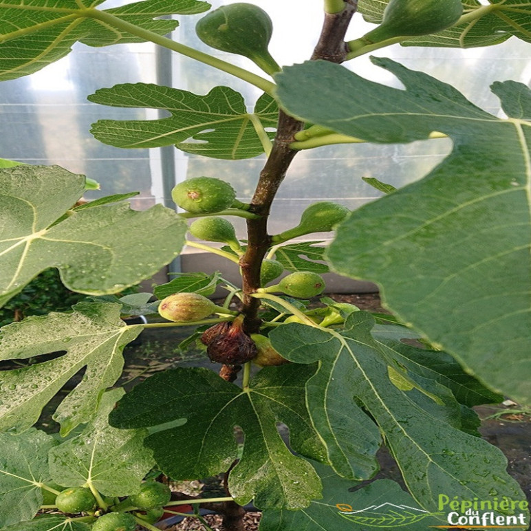 FICUS carica Col de dame noir (figuier)