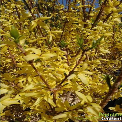 FORSYTHIA x intermedia Lynwood gold