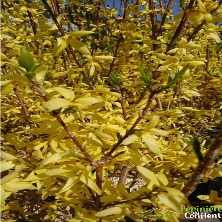 FORSYTHIA x intermedia Lynwood gold