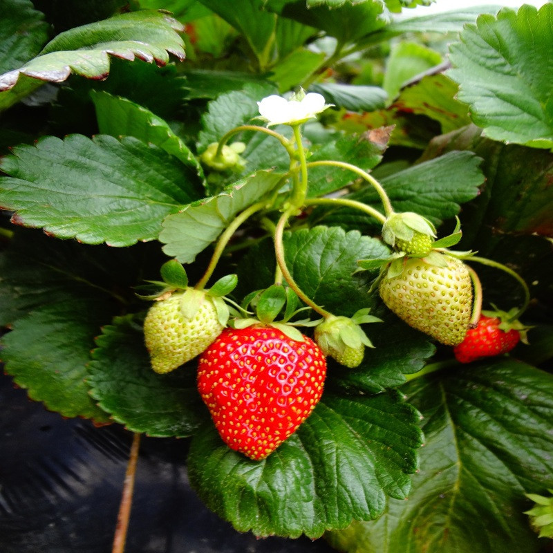 FRAGARIA vesca Loran (fraisier) x6 FRAGARIA vesca Loran (fraisier) x6