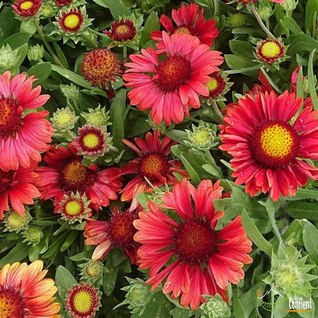 GAILLARDIA x grandiflora Red shades