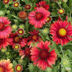 GAILLARDIA x grandiflora Red shades GAILLARDIA x grandiflora Red shades