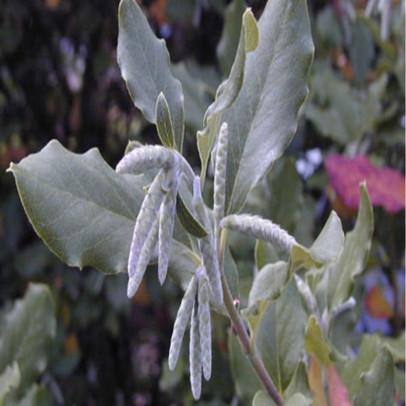 GARRYA elliptica James roof