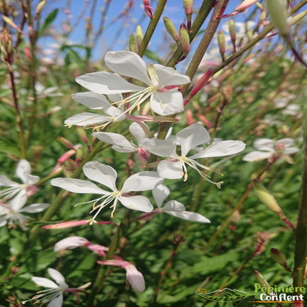GAURA lindheimeri Whirling butterflies